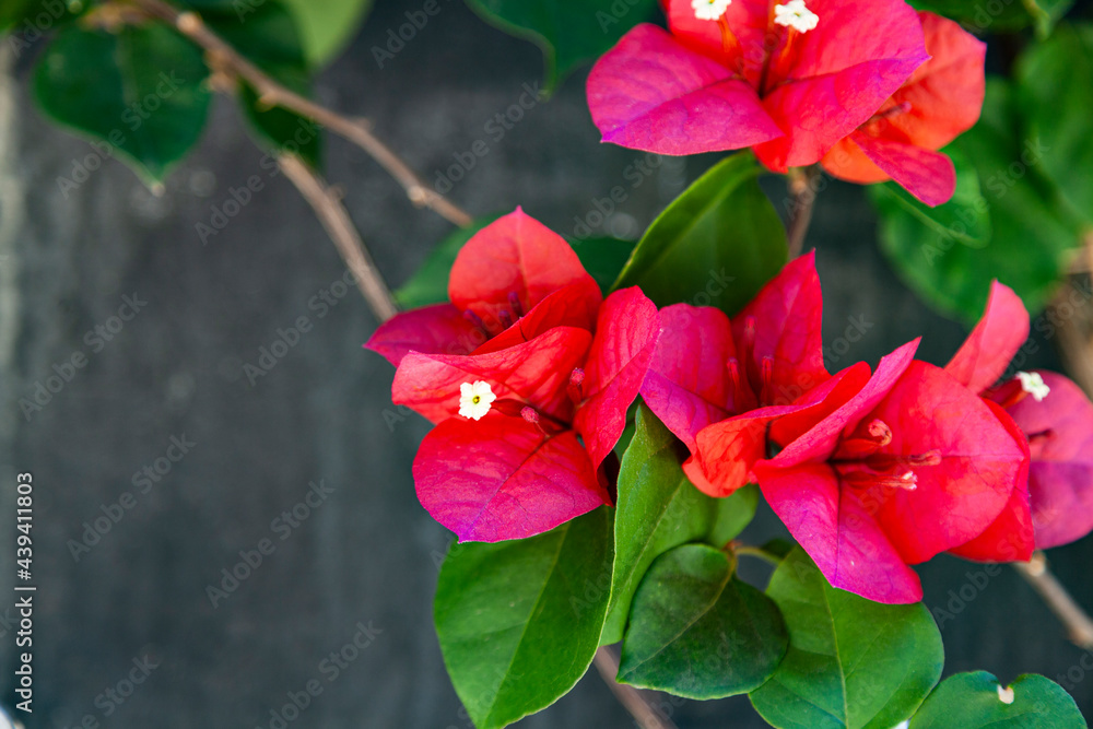 Red bougainvillea blooms in a summer park.