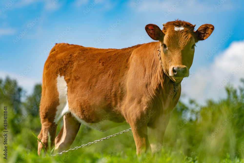 young calf standing in tall green grass young calf standing in tall green grass