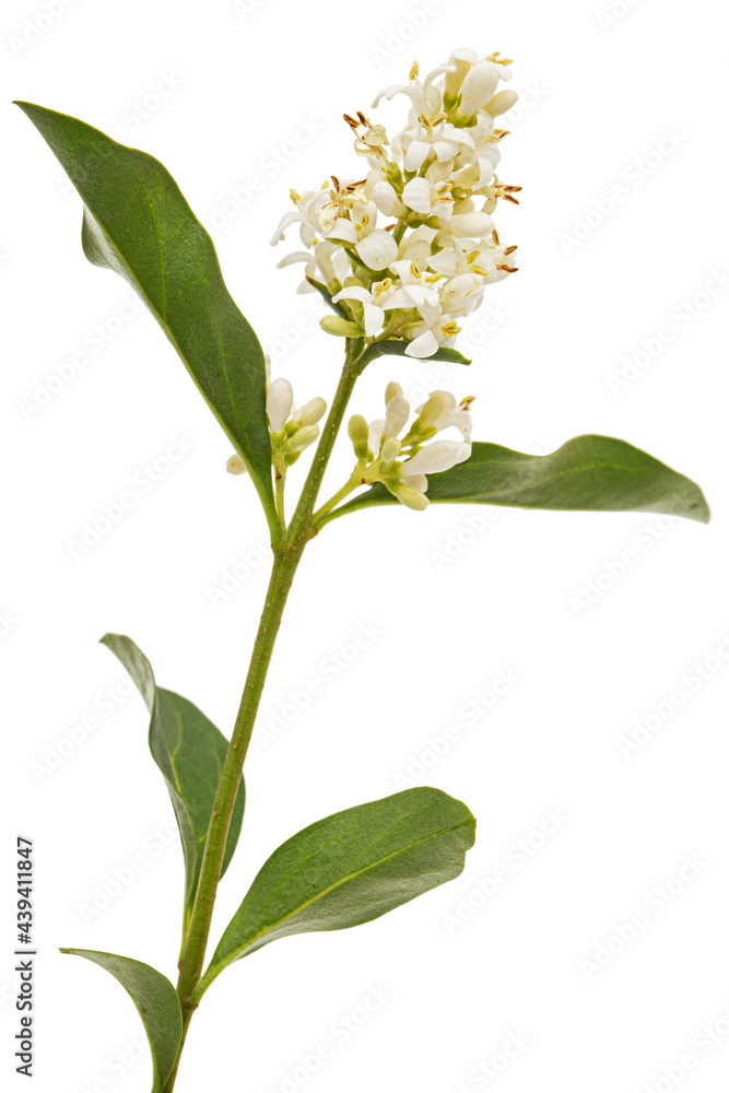 Obraz premium Inflorescence of privet, lat. Ligustrum, isolated on white background