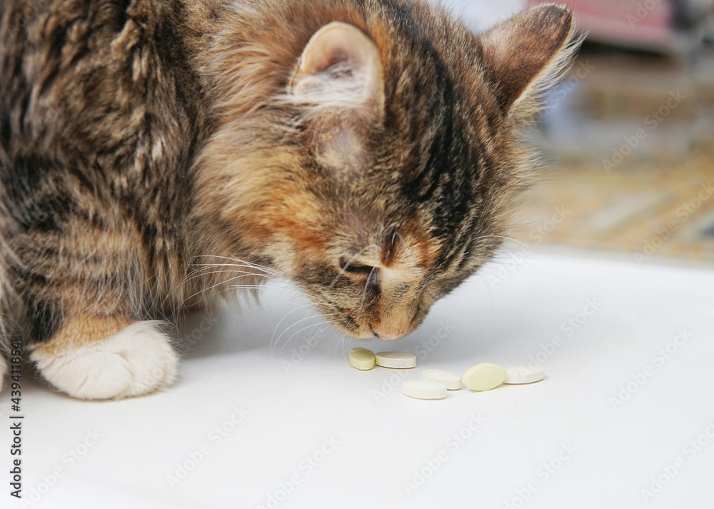 ginger cat eats vitamins pills close up StockFoto Adobe Stock
