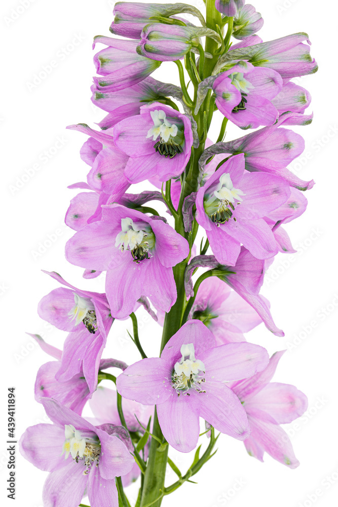 Inflorescence of pink delphinium flowers, lat. Larkspur, isolated on white background Inflorescence of pink delphinium flowers, lat. Larkspur, isolated on white background