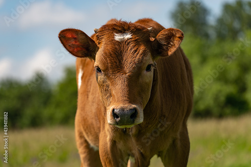 portrait of a young calf  against the background of a green meadow  close-up  selective focus