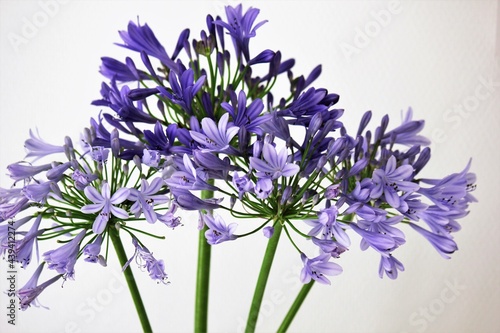 Macro photo of purple Agapanthus flowers