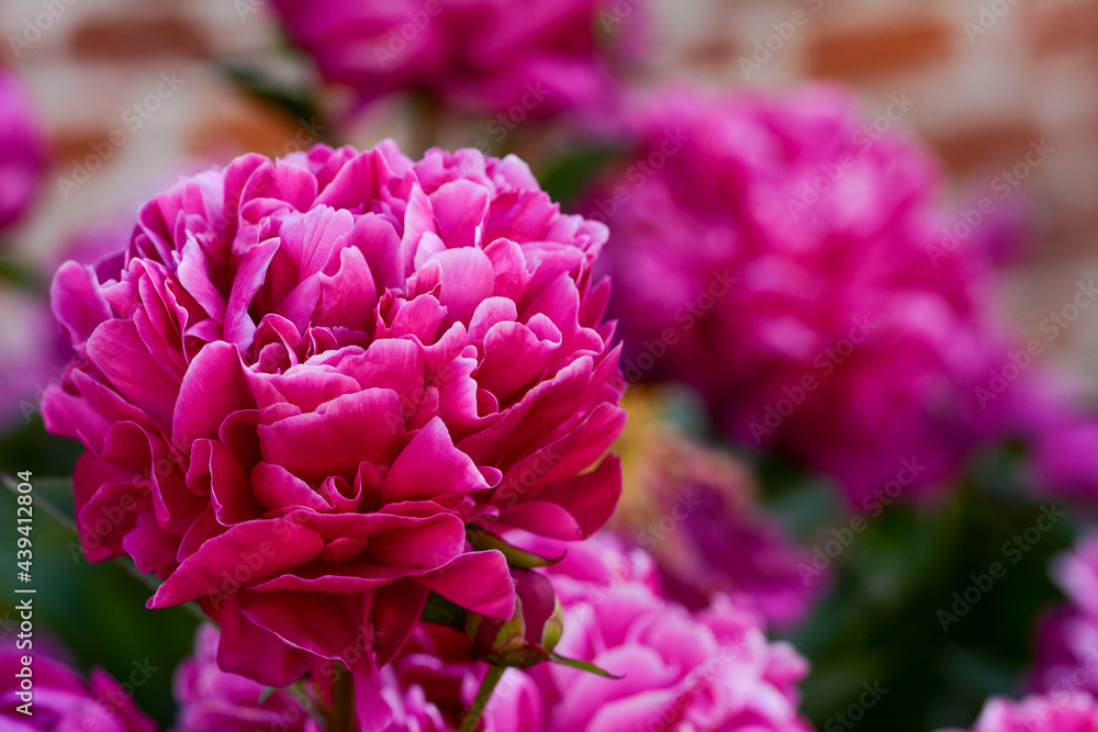 Pivoine Pivoine