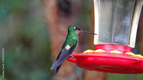 Buff-winged starfrontlet (Coeligena lutetiae) hummingbird perched on a hummingbird feeder at the Yanacocha Ecological Reserve, outside of Quito, Ecuador photo