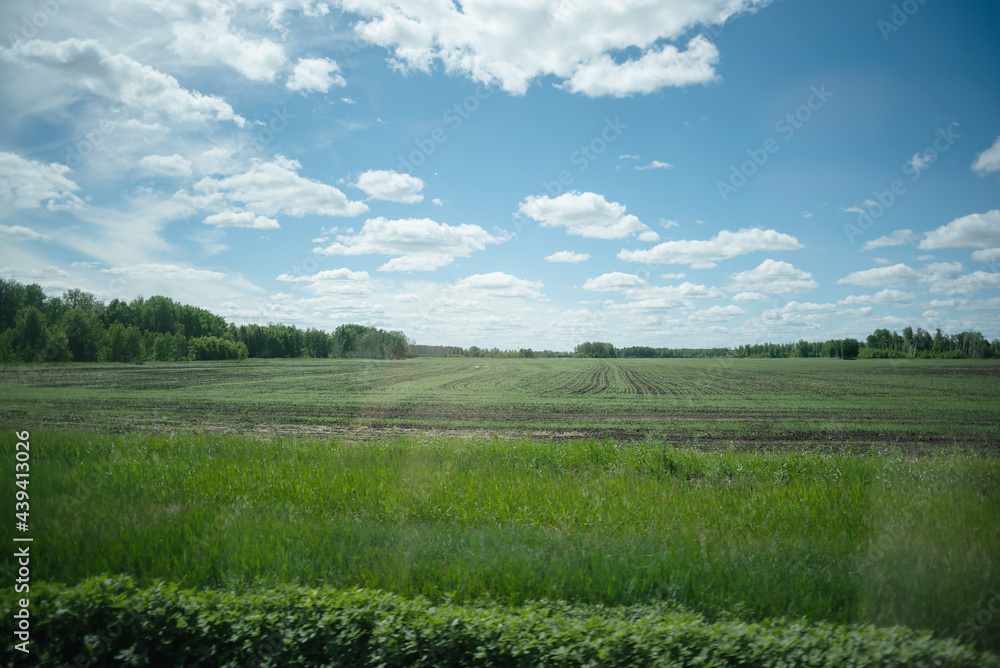 A green agricultural field under the blue cloudy sky abstract background. A green agricultural field under the blue cloudy sky abstract background.