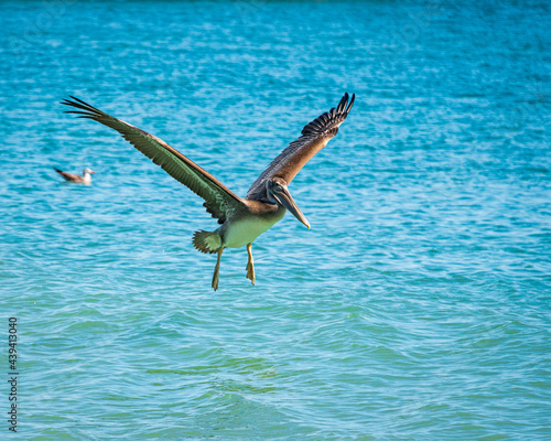 California Pelicans in freeding frenzy