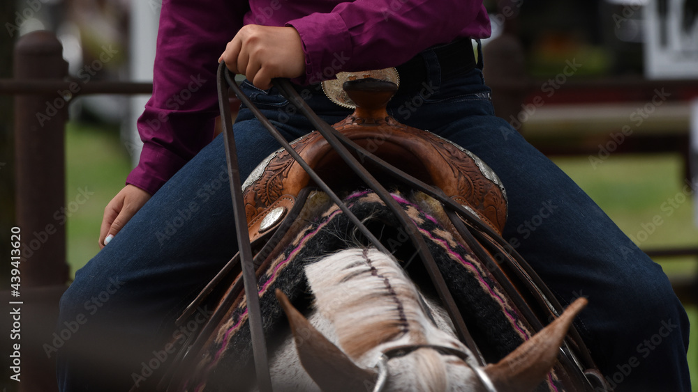 Horseback Rider Holds the Reins