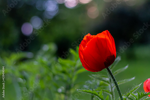 Red poppy flowers isolated on green nature background with hairy flower buds. Close up of beautiful, red, blooming poppies in a natural field or blue sky backround.