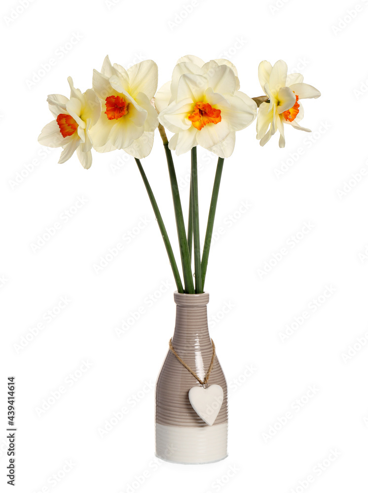 Vase with beautiful daffodils on white background Vase with beautiful daffodils on white background