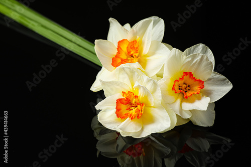 Beautiful daffodils on dark background