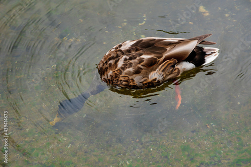 Wild drake dives under the water. Duck in the water. 