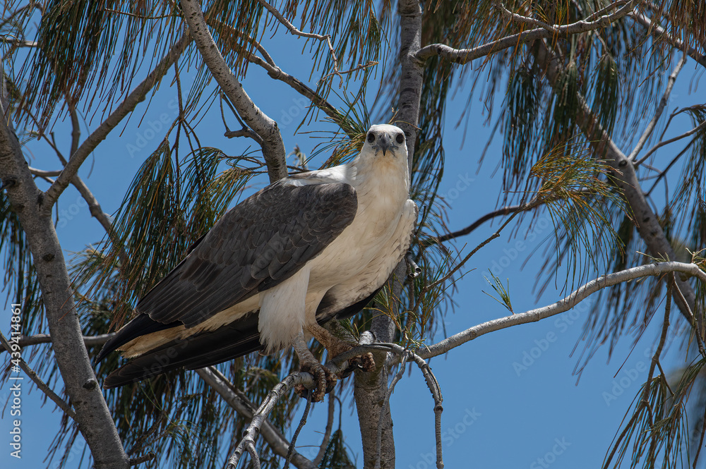 white-bellied sea eagle along the east coast of Australia white-bellied sea eagle along the east coast of Australia