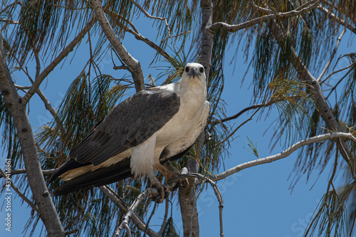 white-bellied sea eagle along the east coast of Australia photo