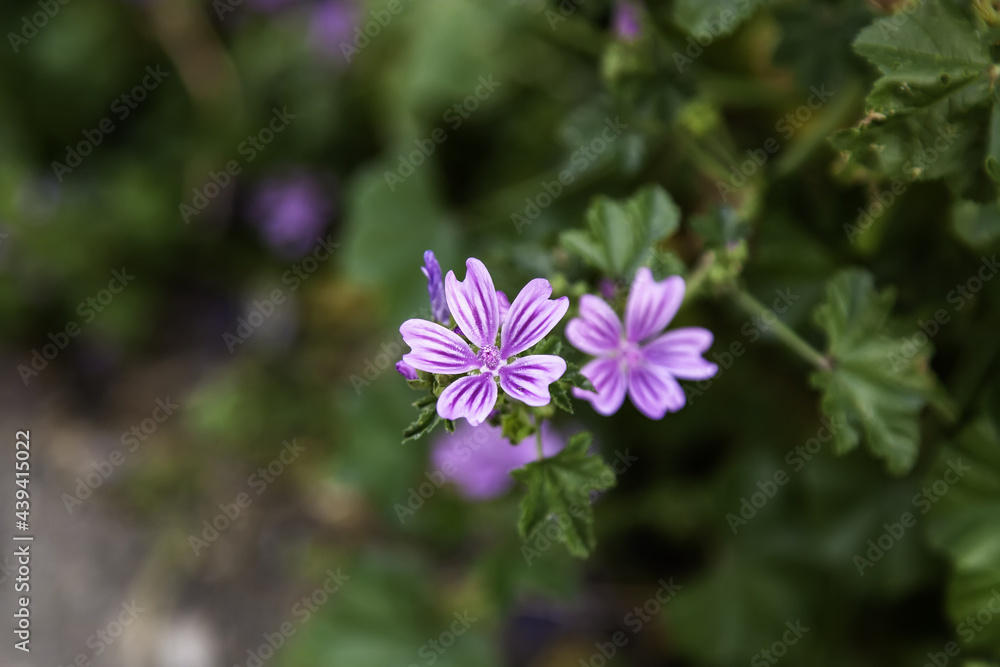 Purple flower in nature
