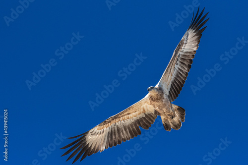 White-bellied sea eagle juvenile displaying juvenile plumage photo