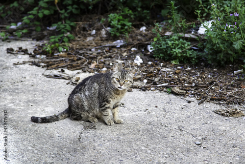 Abandoned stray cat