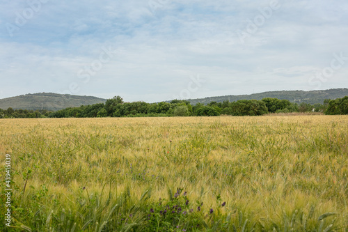 Green wheat field in spring