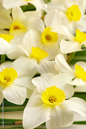 Beautiful narcissus flowers as background, closeup © Pixel-Shot