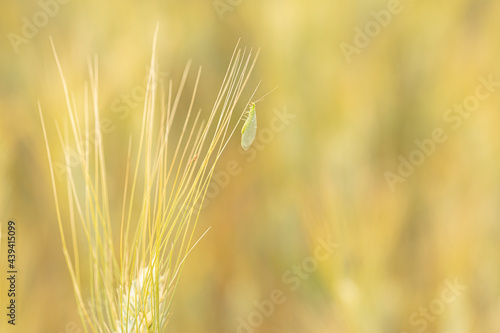 Fotografie The green lacewing - Chrysopa carnea - devouring aphids