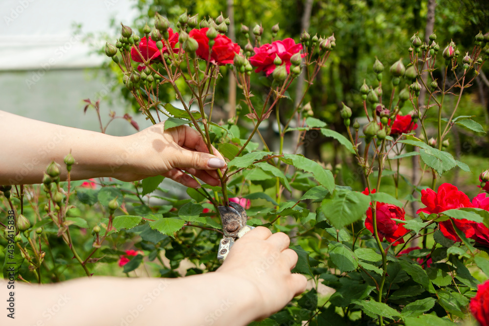 woman cuts the rose with a secateurs