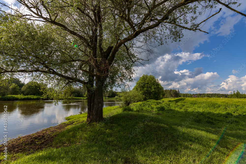 Summer landscape with green grass and river. Big tree against the sky. Summer landscape with green grass and river. Big tree against the sky.