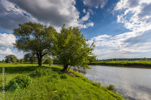 The clouds are reflected in the river. Bright green grass on the river bank. Summer landscape with a river and two trees on the bank.
