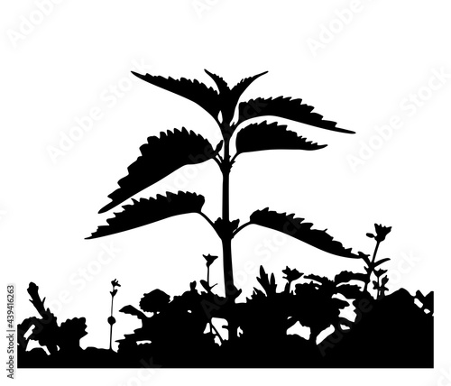 nettle (Urtica dioica) silhouette isolated on white background
