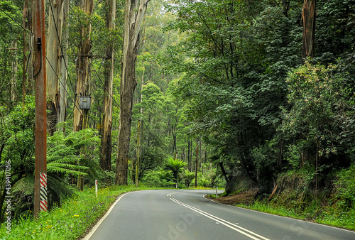 Mountain road through dense forest in Australia.
