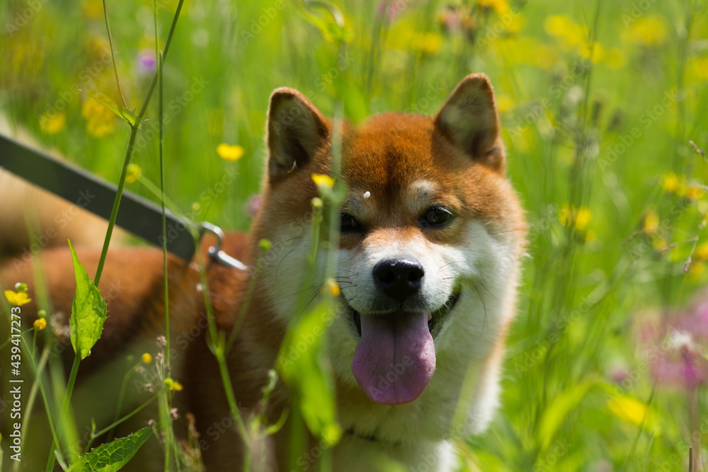 Portrait of a red shiba inu dog with a long tongue sticking out because of the heat. Shiba Inu walks across the field on a leash with the owner with grass and wildflowers and stuck out his tongue from Portrait of a red shiba inu dog with a long tongue sticking out because of the heat. Shiba Inu walks across the field on a leash with the owner with grass and wildflowers and stuck out his tongue from