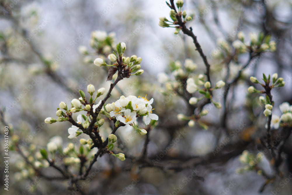 plum blossoms on a blurry background in spring