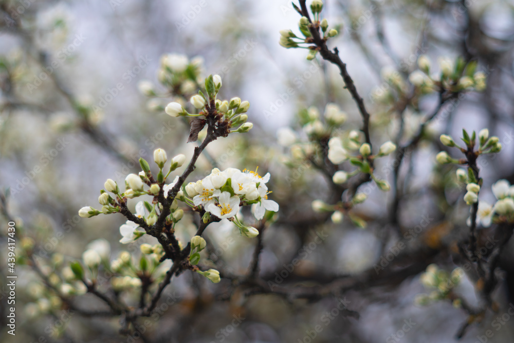 plum blossoms on a blurry background in spring plum blossoms on a blurry background in spring