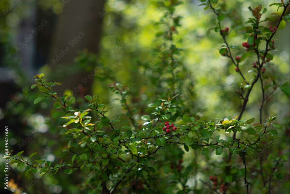 red buds of quince flowers in the garden on a green blurred background red buds of quince flowers in the garden on a green blurred background