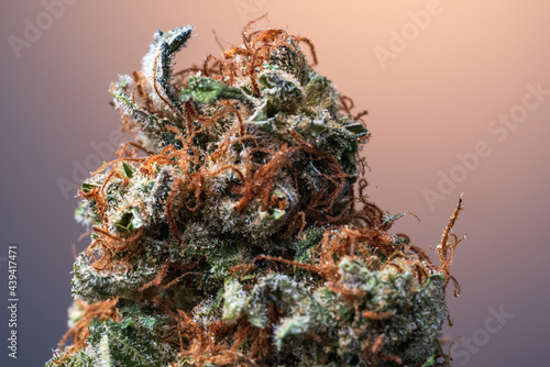 Cannabis Flower Macro - Strain: Red Eye Skunk