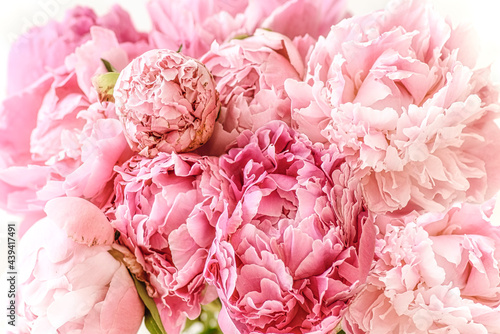 Bright blooming flowers of white and pink peonies