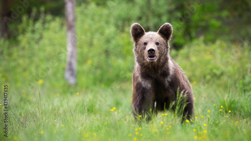 Brown bear, ursus arctos, standing on meadow in summer with copy space. Large predator staring to the camera on blossom glade. Big mammal watching on grass.