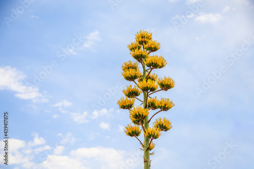 Obraz na płótnie Tall yellow agave century plant growing in the desert w salonie