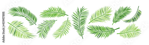 Palm leaf vector  green summer branch plant jungle  nature set icon isolated on white background. Tropic illustration