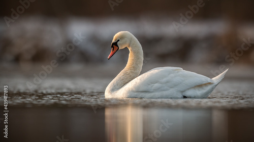 Mute swan  cygnus olor  swimming in calm water in spring sunlight. White bird with orange beak floating in lake in springtime. Winged animal sitting on surface of river.