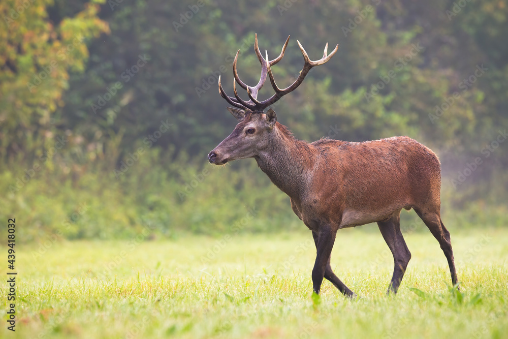 Red deer, cervus elaphus, moving on green field in autumn mist nature. Wild stag walking on grass in morning fog. Antlered mammal going on pasture from side. Red deer, cervus elaphus, moving on green field in autumn mist nature. Wild stag walking on grass in morning fog. Antlered mammal going on pasture from side.