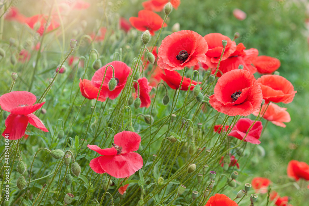Naklejka premium Red poppies at sunset, close up. Poppies flowers background.