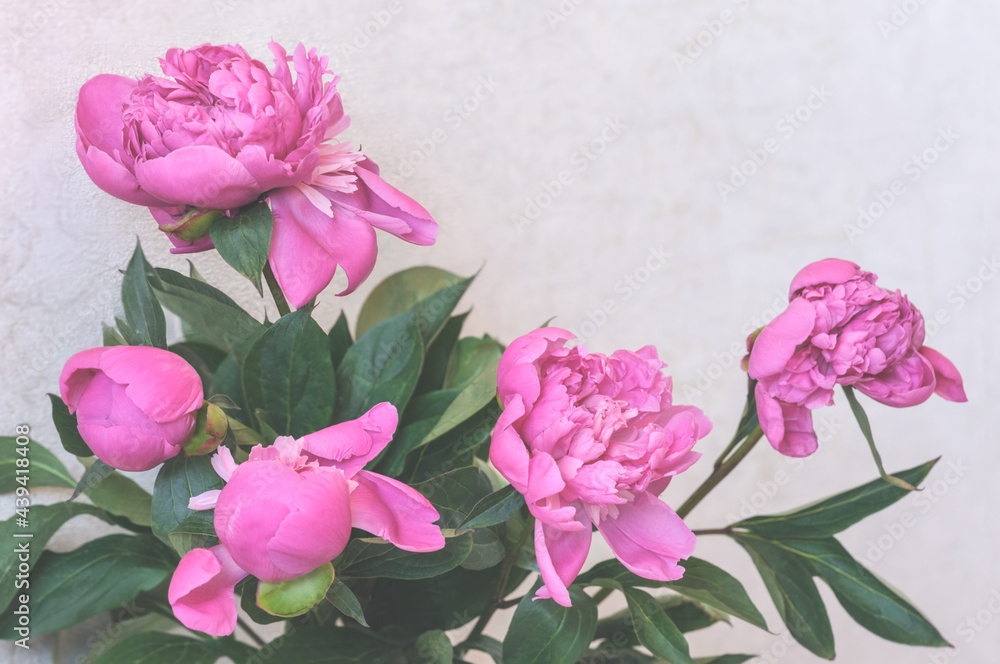 bouquet of peonies against a light wall. Selective focus bouquet of peonies against a light wall. Selective focus