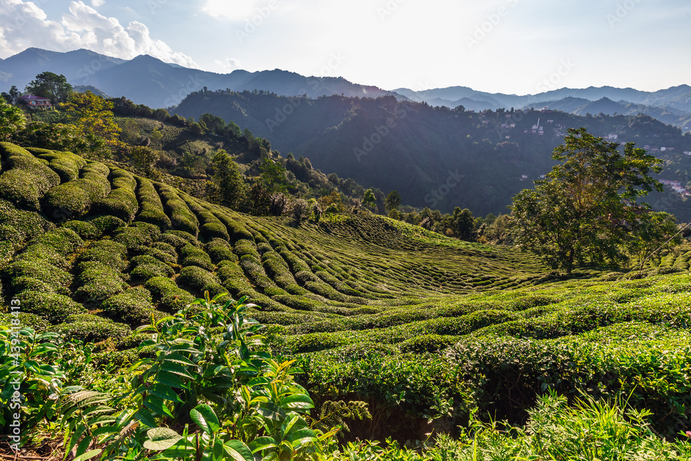 Tea plantations near Rize in Turkey editorial Tea plantations near Rize in Turkey editorial