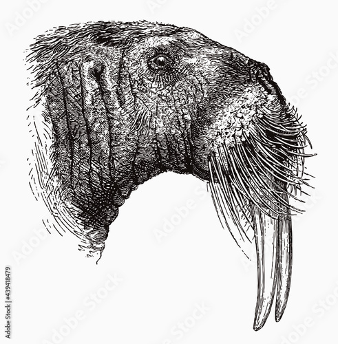 Head of threatened walrus odobenus rosmarus in profile view, after antique engraving from the 19th century