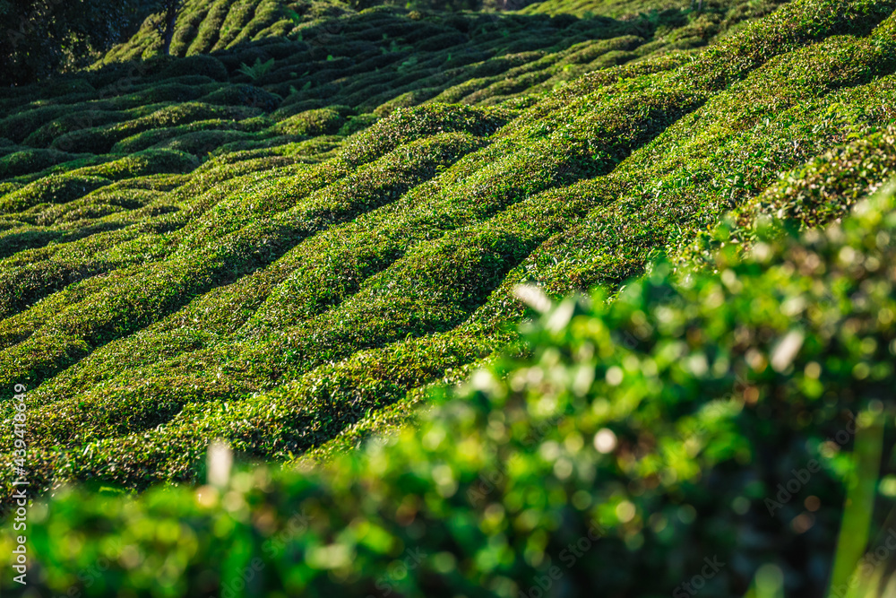 Tea plantations near Rize in Turkey editorial