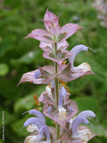 ACANTO (ACANTHUS MOLLIS) . PLANTA CON HOJAS VERDES EN FLORACIÓN.