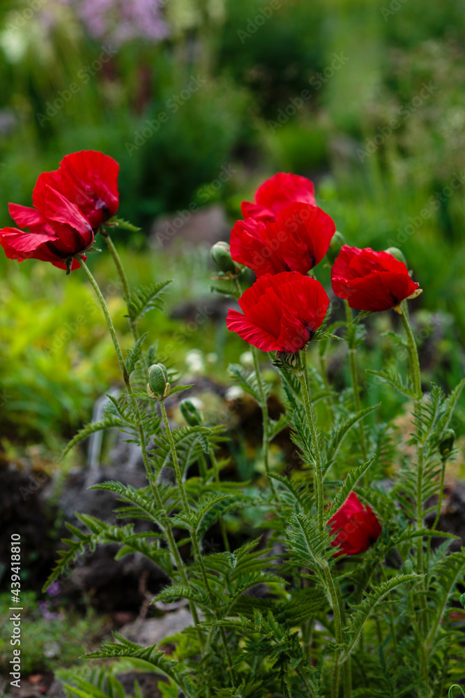 Oriental poppy flower. Papaver orientale is magnificent perennial plant in the garden Oriental poppy flower. Papaver orientale is magnificent perennial plant in the garden