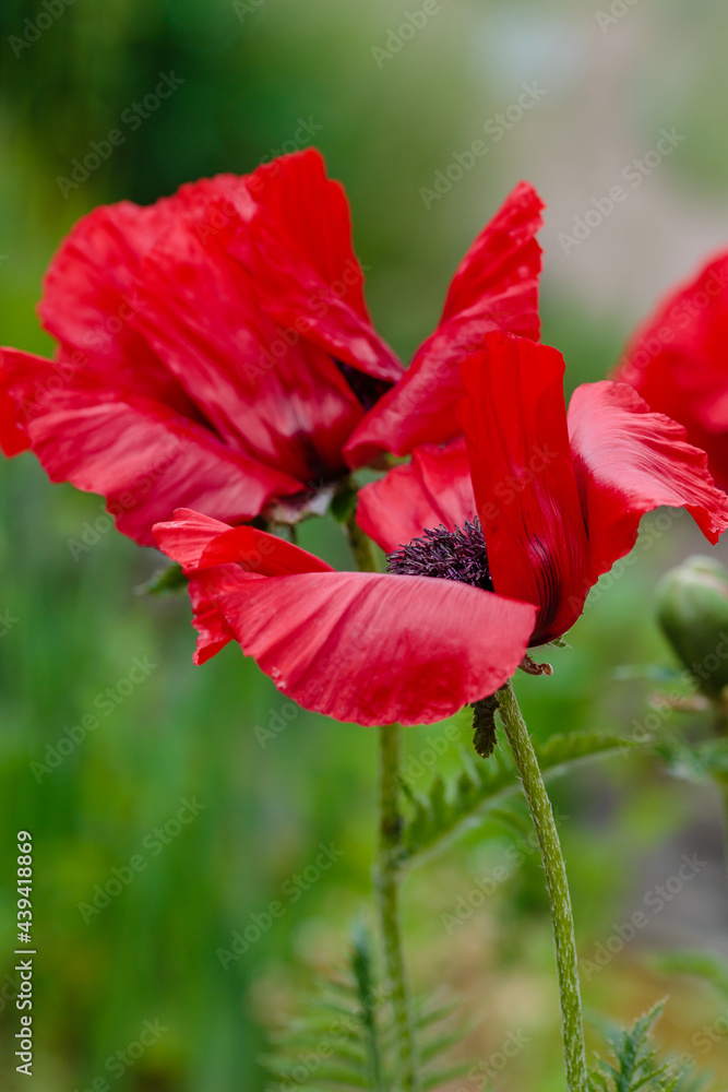 Fototapeta premium Oriental poppy flower. Papaver orientale is magnificent perennial plant in the garden