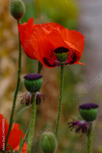 Oriental poppy flower. Papaver orientale is magnificent perennial plant in the garden