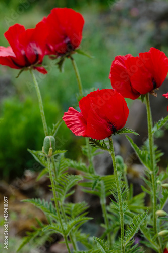 Oriental poppy flower. Papaver orientale is magnificent perennial plant in the garden